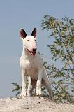 BULL TERRIER 038